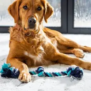 Dog on carpet | Bob & Pete's Floors