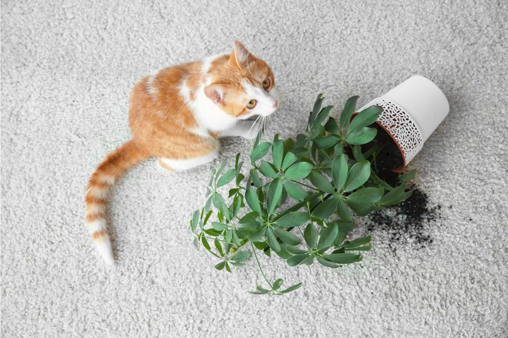 Carpet Flooring | Bob & Pete's Floors
